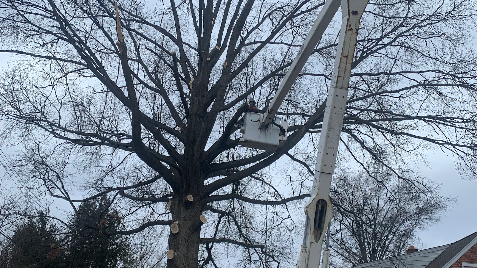 Cost Friendly Tree Service — photo