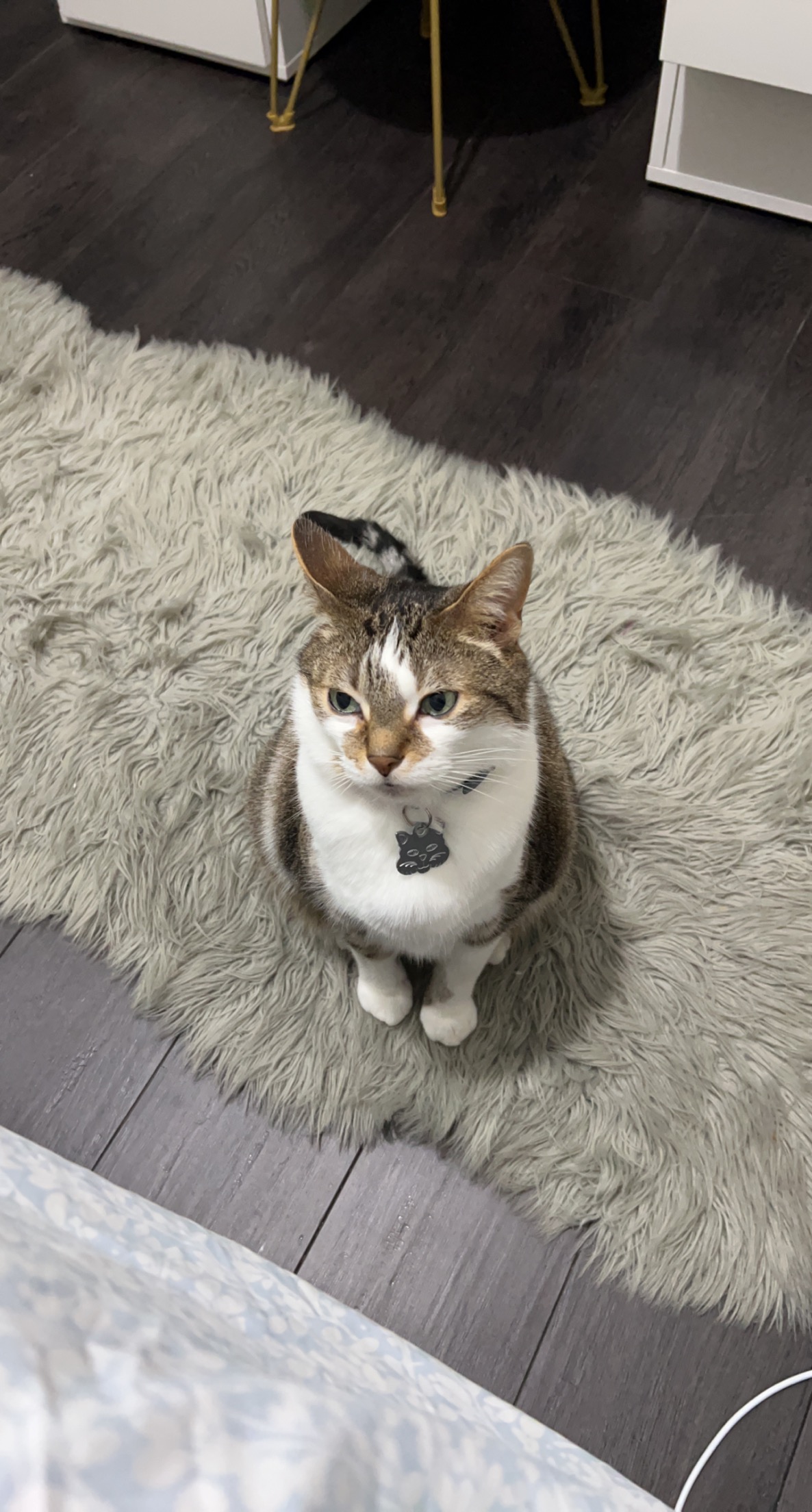 Michigan Animal Care — photo