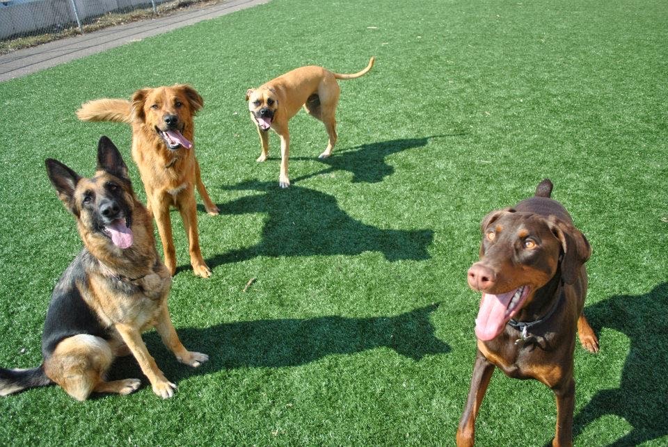 Pet Suite Retreat — photo